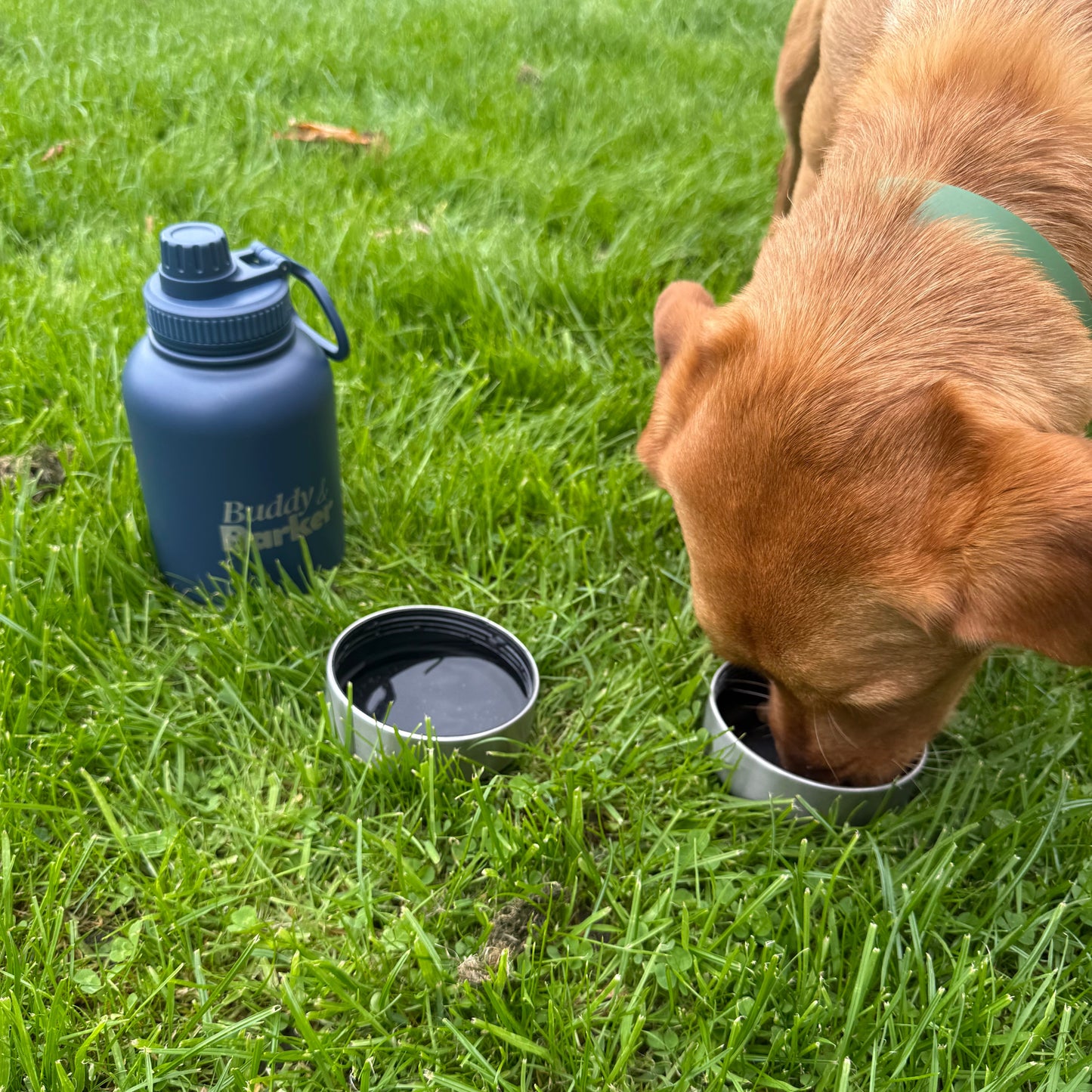 Dog drinking from a metal bowl on grass with a blue water bottle nearby