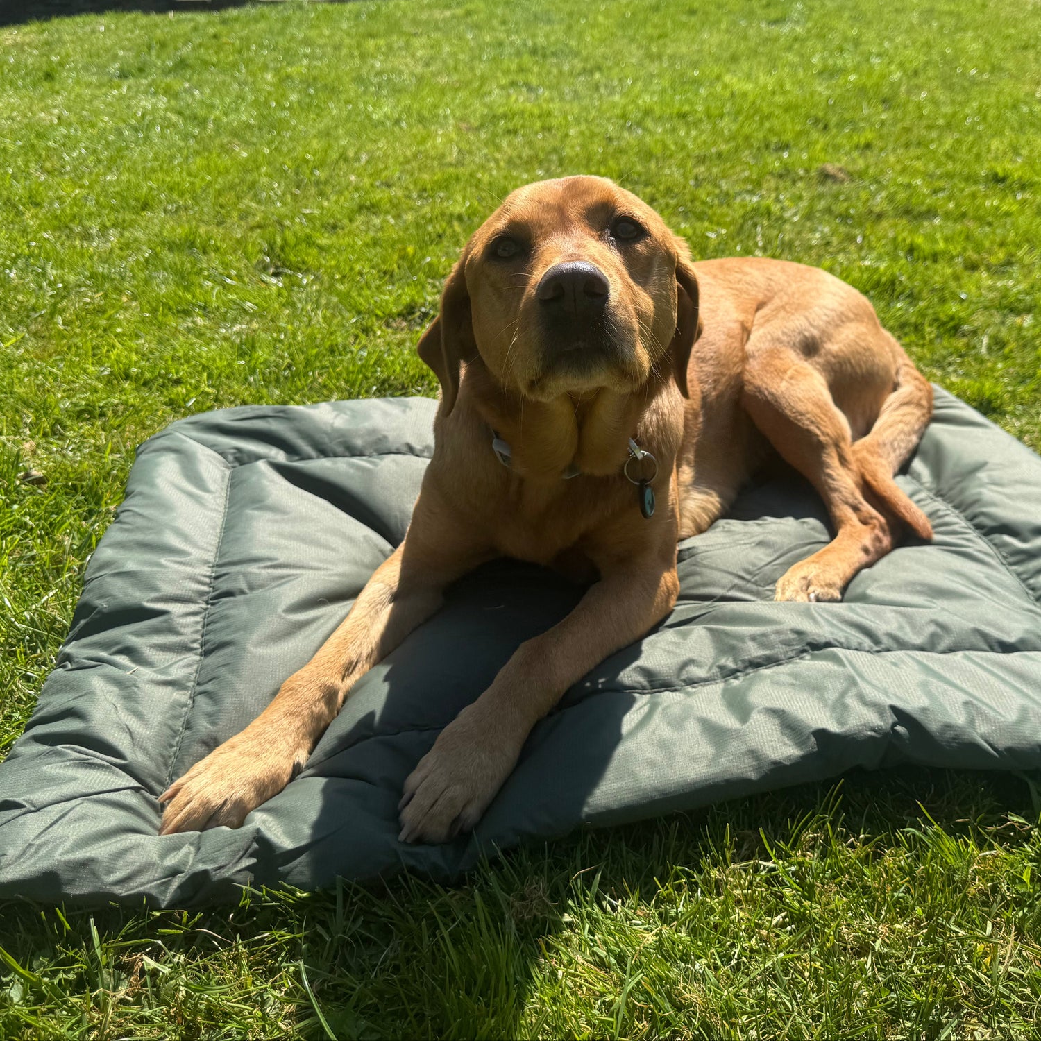 Dog lying on a green dog bed in a grassy area