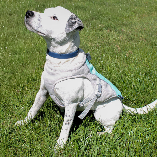 white dog with a blue cooling Vest on, sitting on the grass