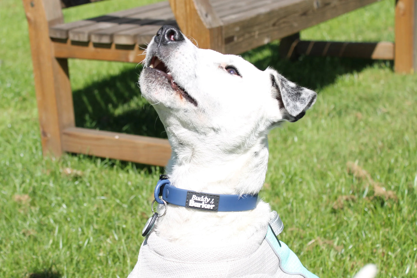 All Weather Dog Collar