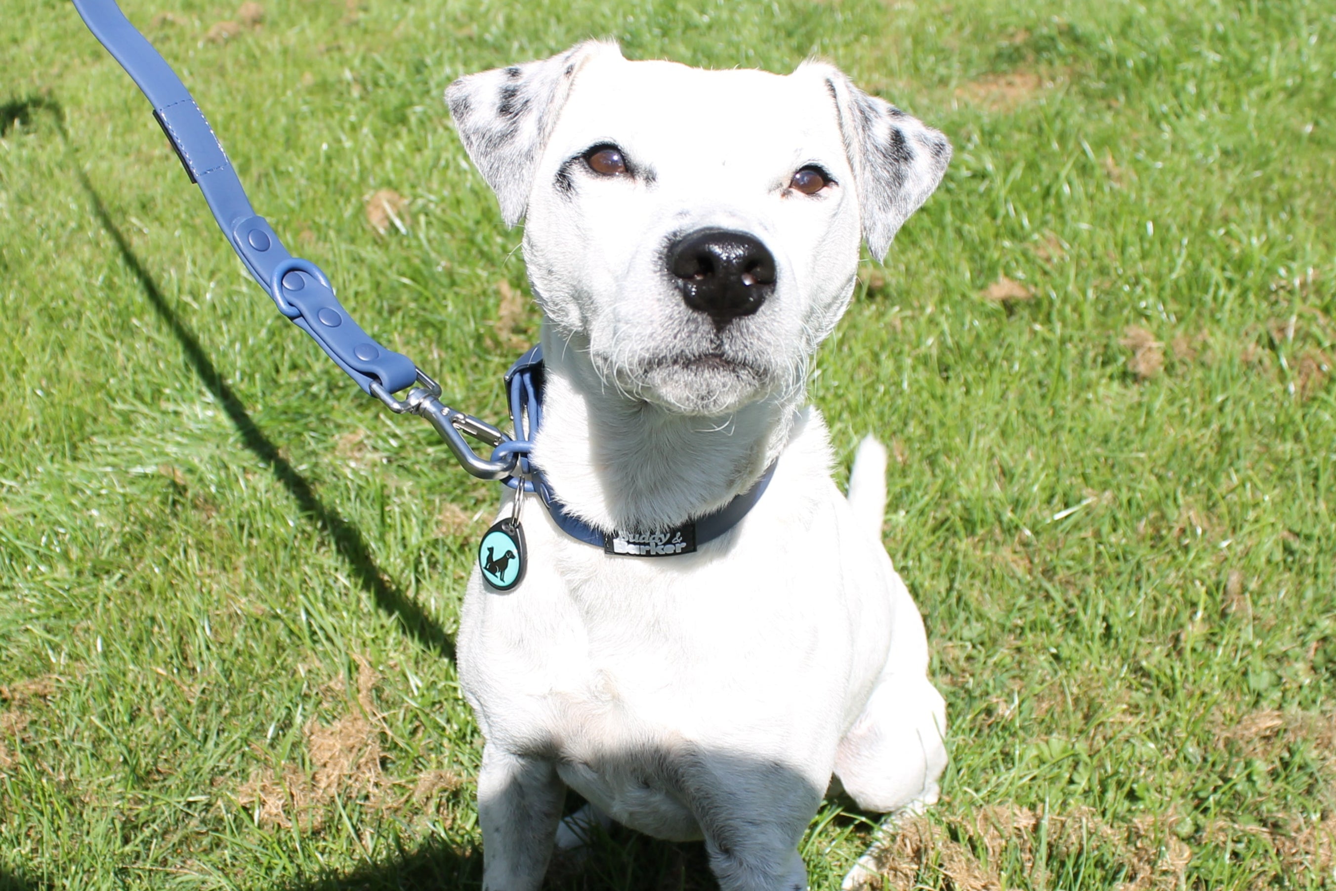 White dog on a leash sitting on grass, blue PVC collar and lead, ID Tag with QR code.