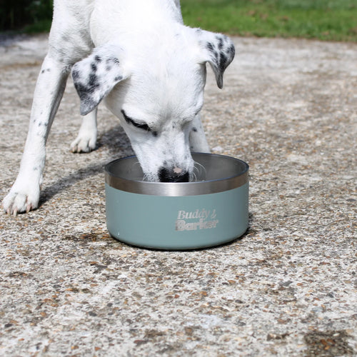 Dog drinking from an everyday dog bowl on a concrete surface