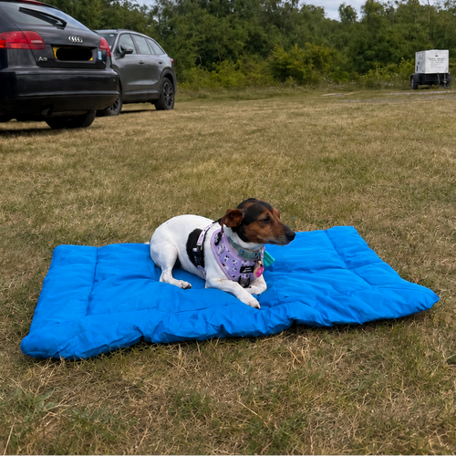 A small white and brown dog lies on a bright blue dog travel bed.