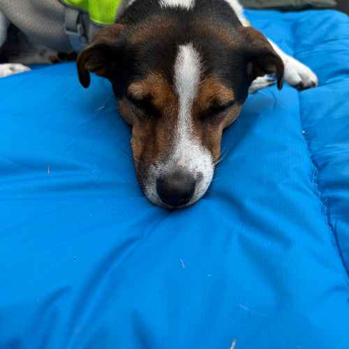 A brown and black Jack Russel Sleeping on a blue dog travel bed