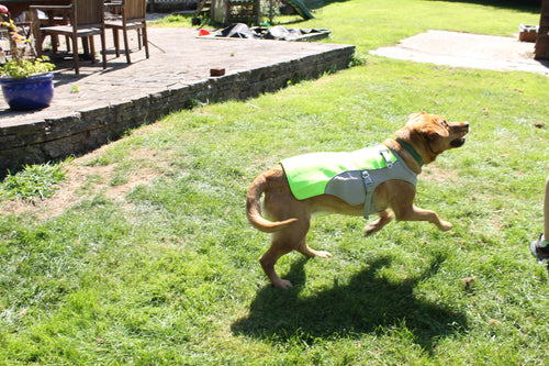 Dog running on grass wearing a green and white Cooling vest.