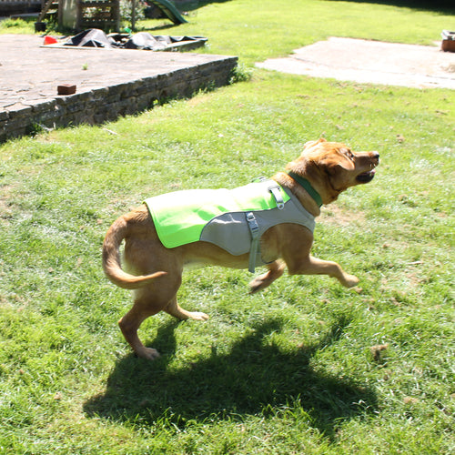 Dog running on grass wearing a green and white Cooling vest.