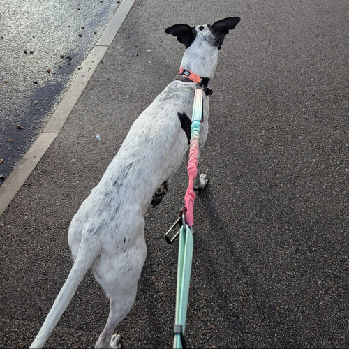 A white and black spotted dog walking on a paved path attached to a pink and green Hands Free Lead