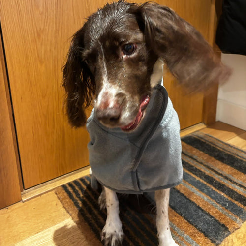 Liver and white Spaniel wearing a drying coat