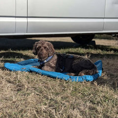 A brown  dog  lies on a bright blue outdoor Dog Bed on dry grass, with a large white vehicle parked above it.