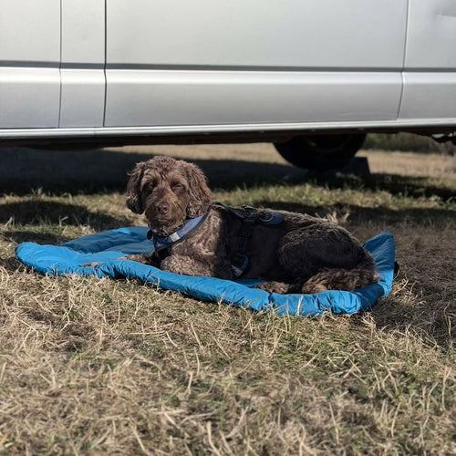 A brown  dog  lies on a bright blue outdoor Dog Bed on dry grass, with a large white vehicle parked above it.