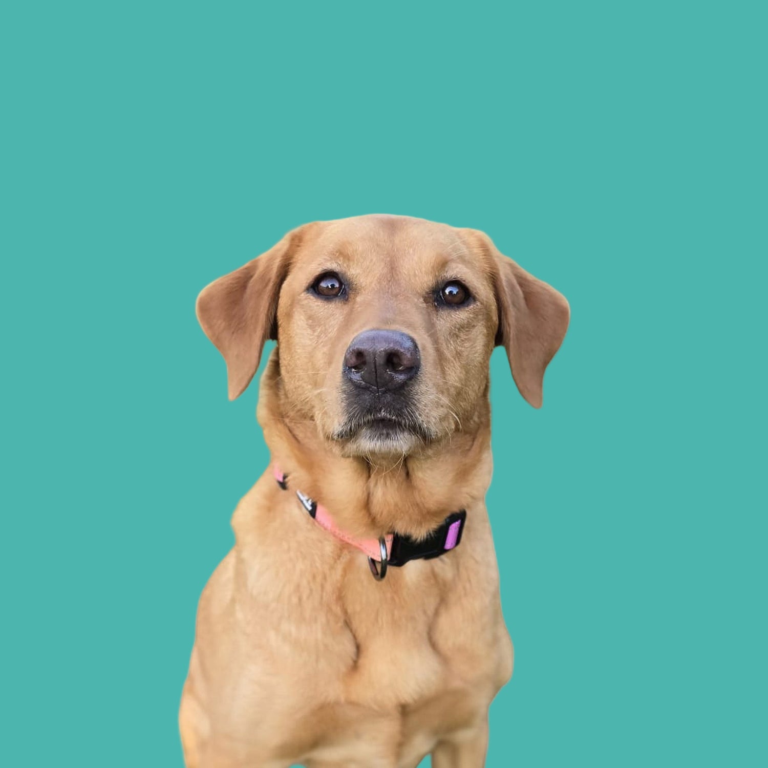 Brown dog wearing a pink and black collar on a white background