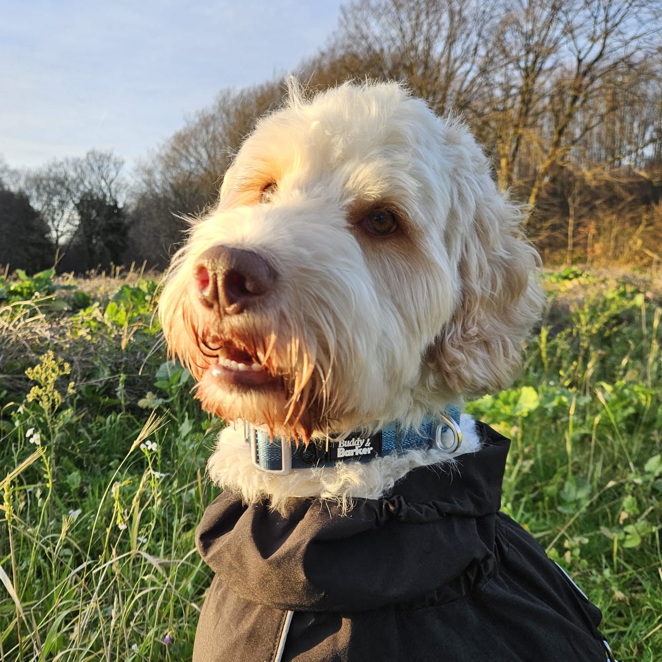 Dog wearing a blue collar standing in a grassy field with trees in the background