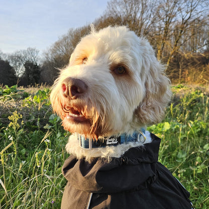 Dog wearing a blue collar standing in a grassy field with trees in the background