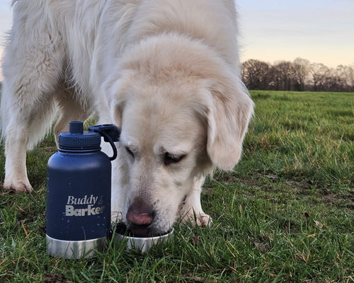 Dog drinking from a Buddy Barker travel water bottle in a grassy field.