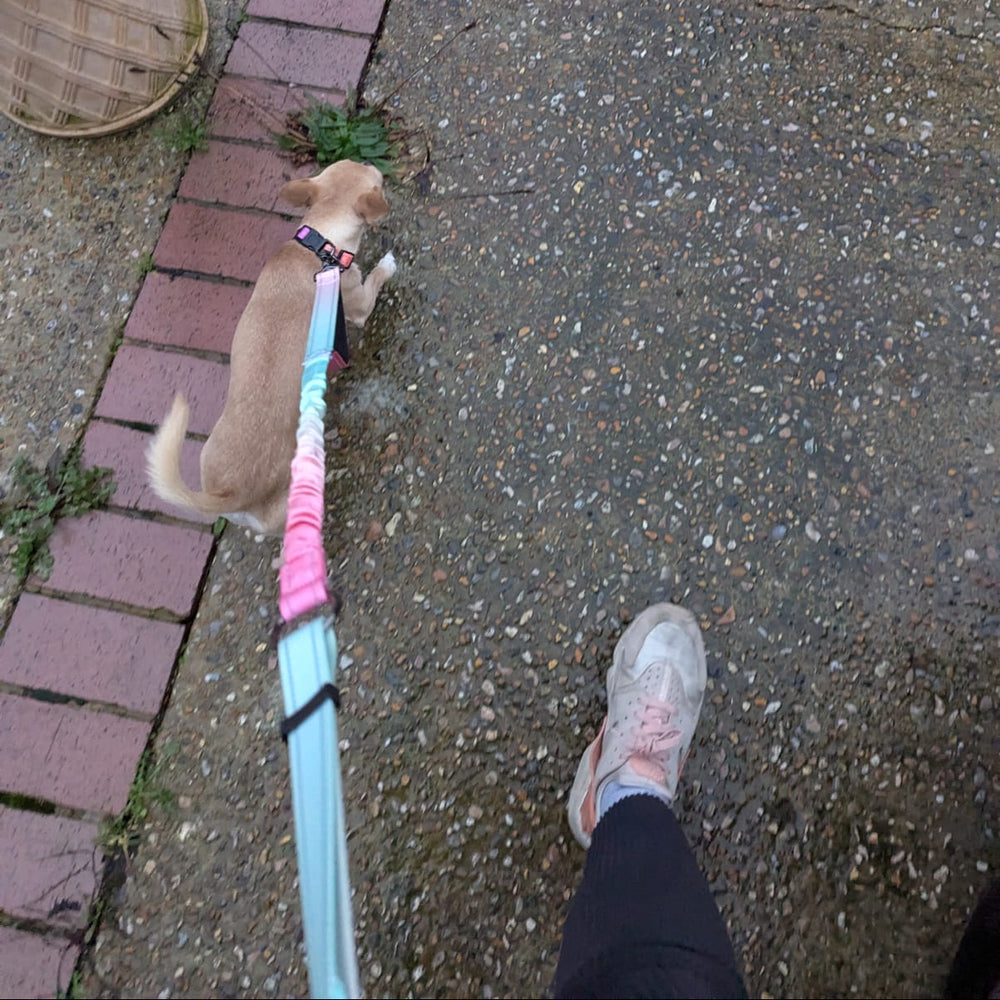 Small dog on a Hands-Free lead walking on a sidewalk next to a person's foot.