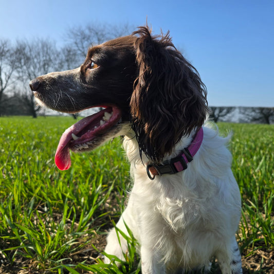 Dog with a pink collar standing in a grassy field on a sunny day
