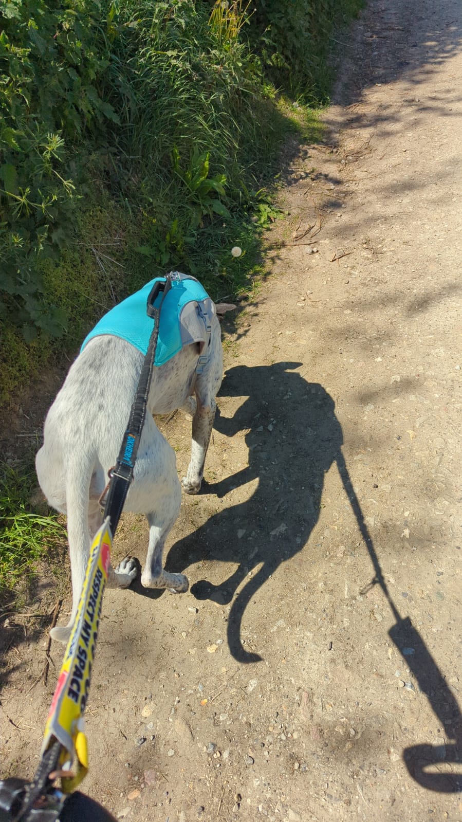 Cooling Dog Coat