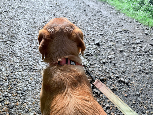 pink and green dog collar and lead, shown on a brown dog outside