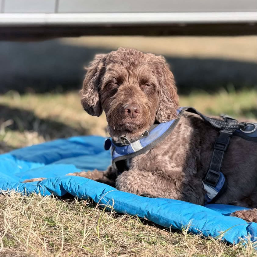 A blue portable dog bed being used while camping.