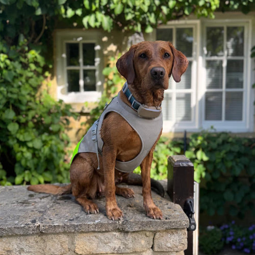 Red Lab sitting on a stone wall wearing a cooling jacket