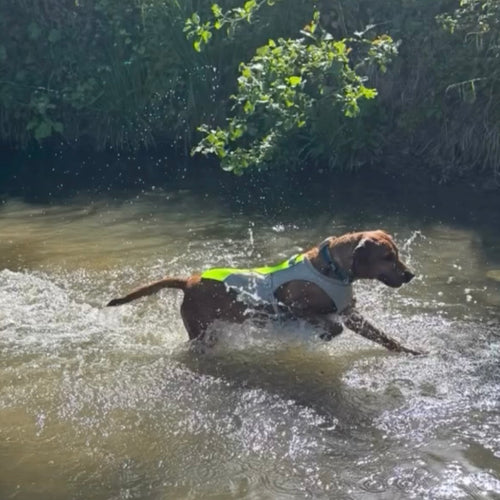 Dog running through water with a yellow and grey cooling jacket 