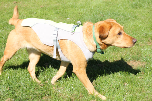 Dog wearing a white and green coat from Buddy and Barker