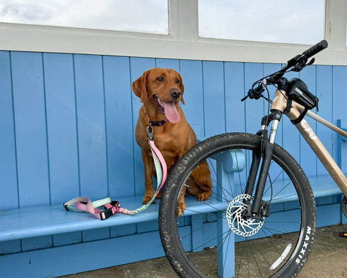 A dog sitting on a blue bench with a  hands-free lead attached to it's collar, there is a bike leaning against the bench.