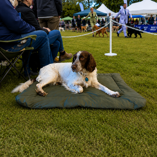 Roll up dog bed being used while watching a dog show, Spaniel sitting on the dark green dog bed.