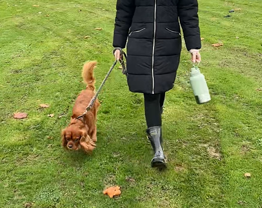 Person walking a dog on a leash with a green dog travel bottle in a park
