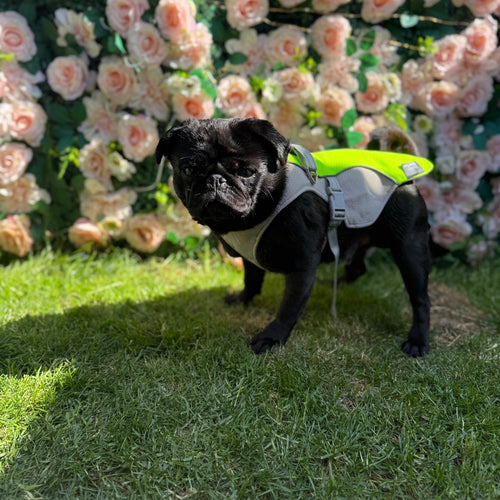 Black dog wearing a yellow cooling coat standing on grass
