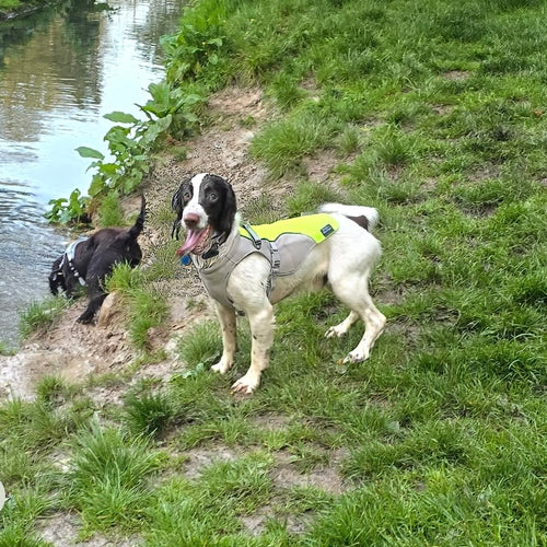 Dog standing by a river wearing a yellow and grey jacket