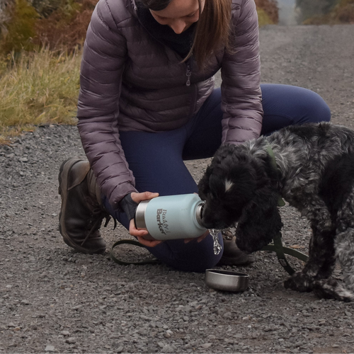 Spaniel drinking from Trail Dog Water Bottle