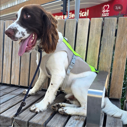 Liver and white dog sitting on a bench with a cooling jacket on