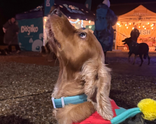 Dog wearing a blue dog collar