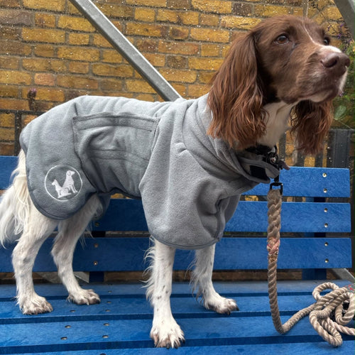 Spaniel standing on a bench wearing a drying robe