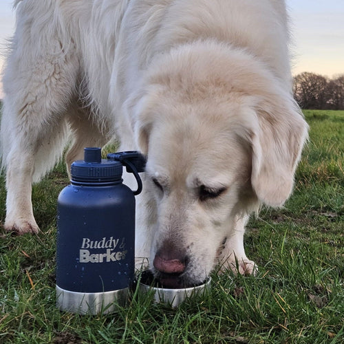 Dog drinking from a Buddy Barker travel water bottle in a grassy field.