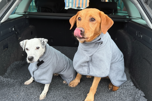 Two dogs in matching grey drying coats sitting in a car.