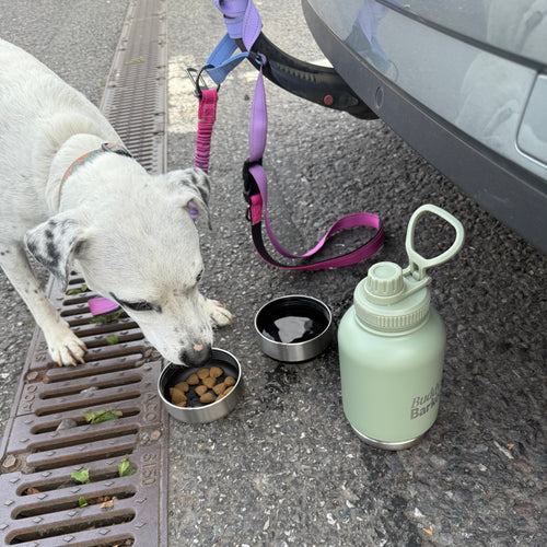 Sage green dog travel bottle