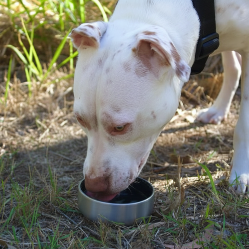 A white dog with light brown patches drinking from a metal bowl outdoors, next to a light blue insulated water bottle on dry grass and dirt.