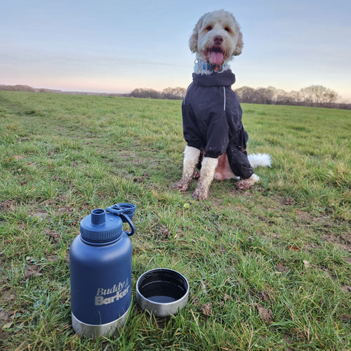 Dog in a coat standing in a field with a blue insulated water bottle and bowl nearby.