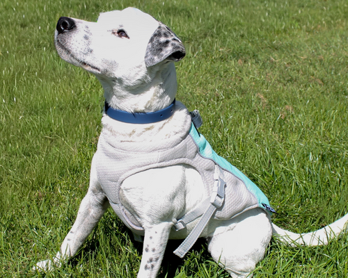 White dog with a blue cooling coat sitting on grass