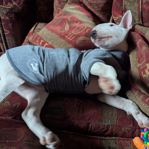 Dog rolling over wearing a drying coat