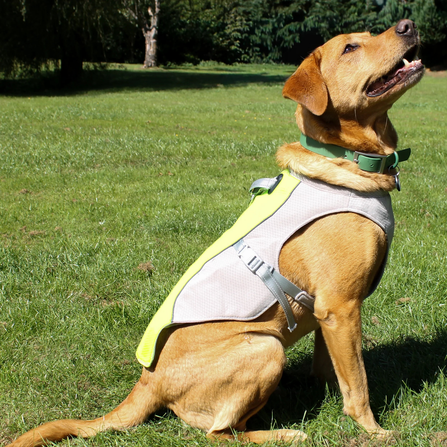 Dog wearing a cooling Coat in hot weather, sitting on grass with trees in the background.