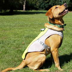 Dog wearing a cooling Coat in hot weather, sitting on grass with trees in the background.
