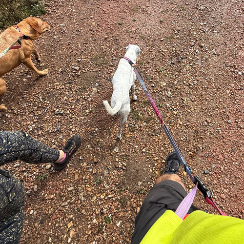 Two dogs on hands-free leads on a gravel surface with a person partially visible.